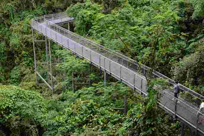 丛林走路-13.jpeg 丛林走路 13