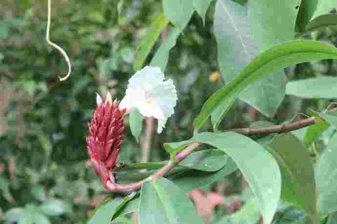 丛林走路-21.jpeg 丛林走路 21