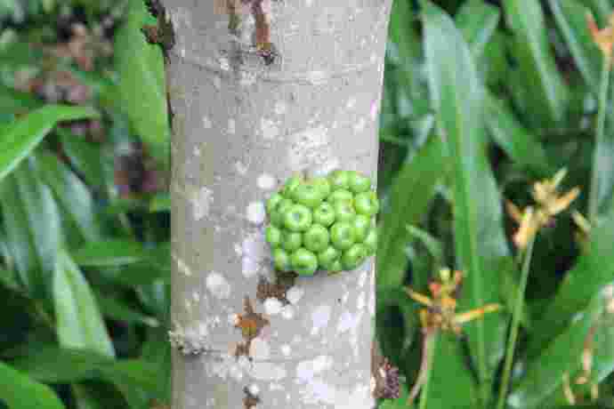 丛林走路-22.jpeg 丛林走路 22