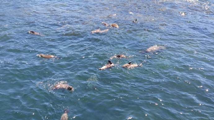 企鹅岛-18.jpeg 企鹅岛 18