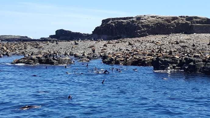 企鹅岛-19.jpeg 企鹅岛 19