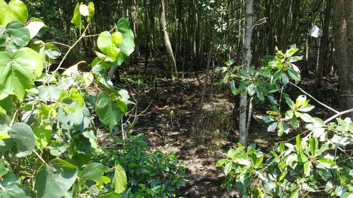 双溪布洛-04.jpeg 双溪布洛 04