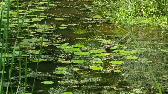 双溪布洛-07.jpeg 双溪布洛 07