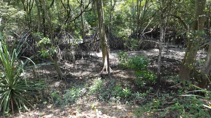 双溪布洛-15.jpeg 双溪布洛 15