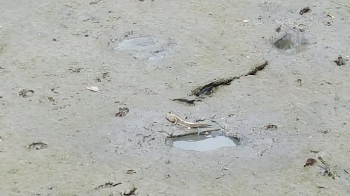 双溪布洛-17.jpeg 双溪布洛 17