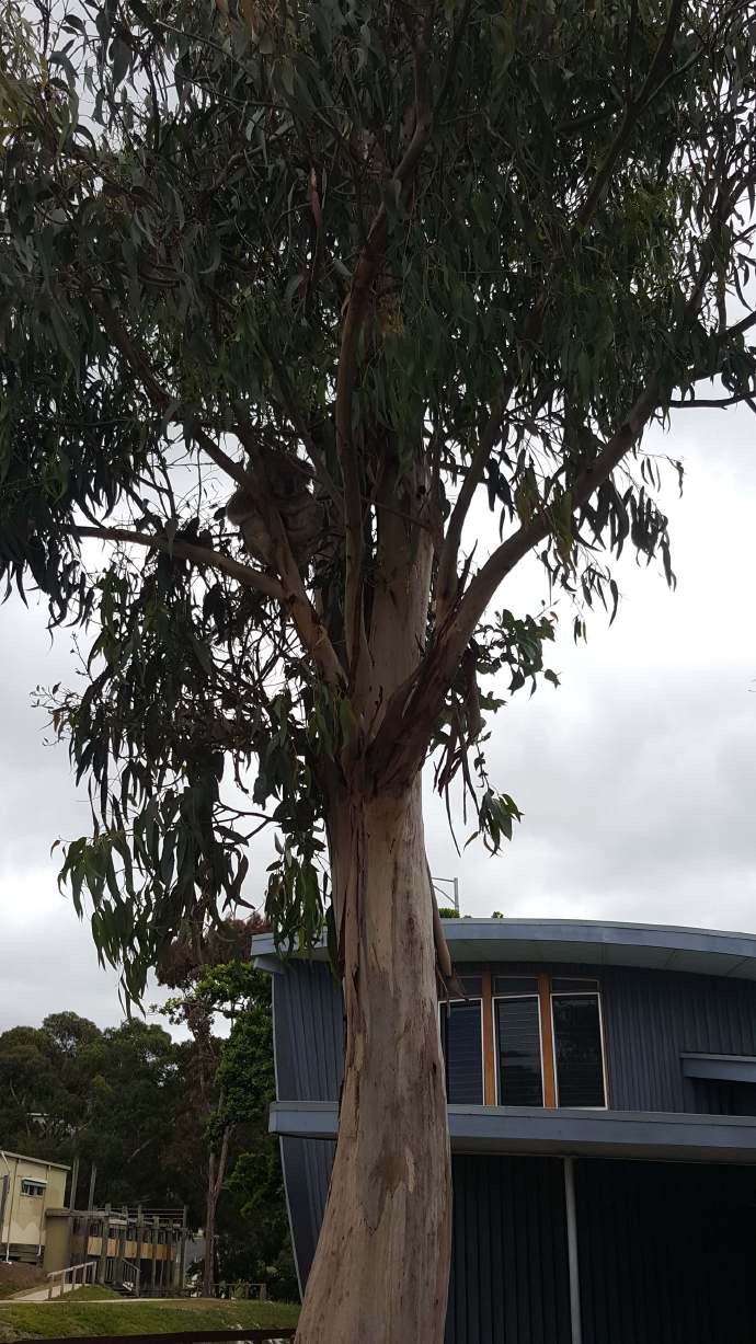 大洋路-18.jpeg 大洋路 18