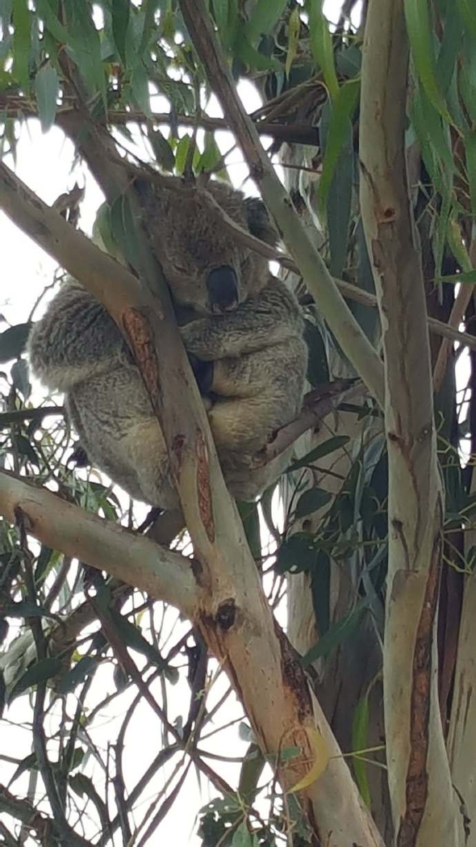 大洋路-19.jpeg 大洋路 19