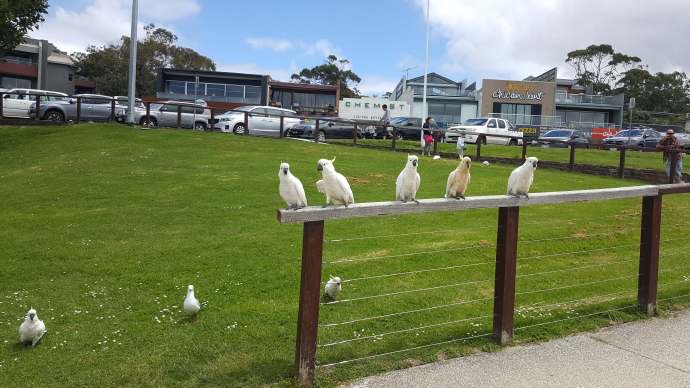 大洋路-23.jpeg 大洋路 23