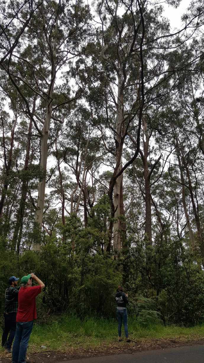 大洋路2-05.jpeg 大洋路2 05