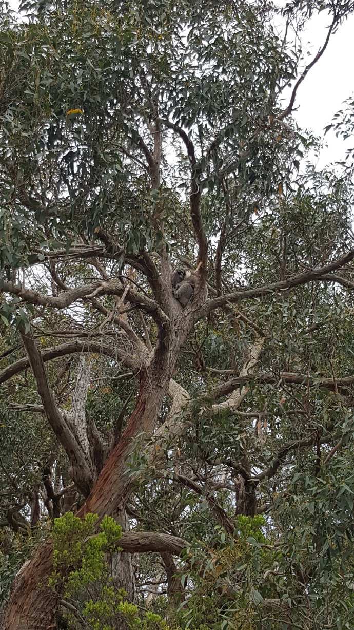 大洋路2-20.jpeg 大洋路2 20