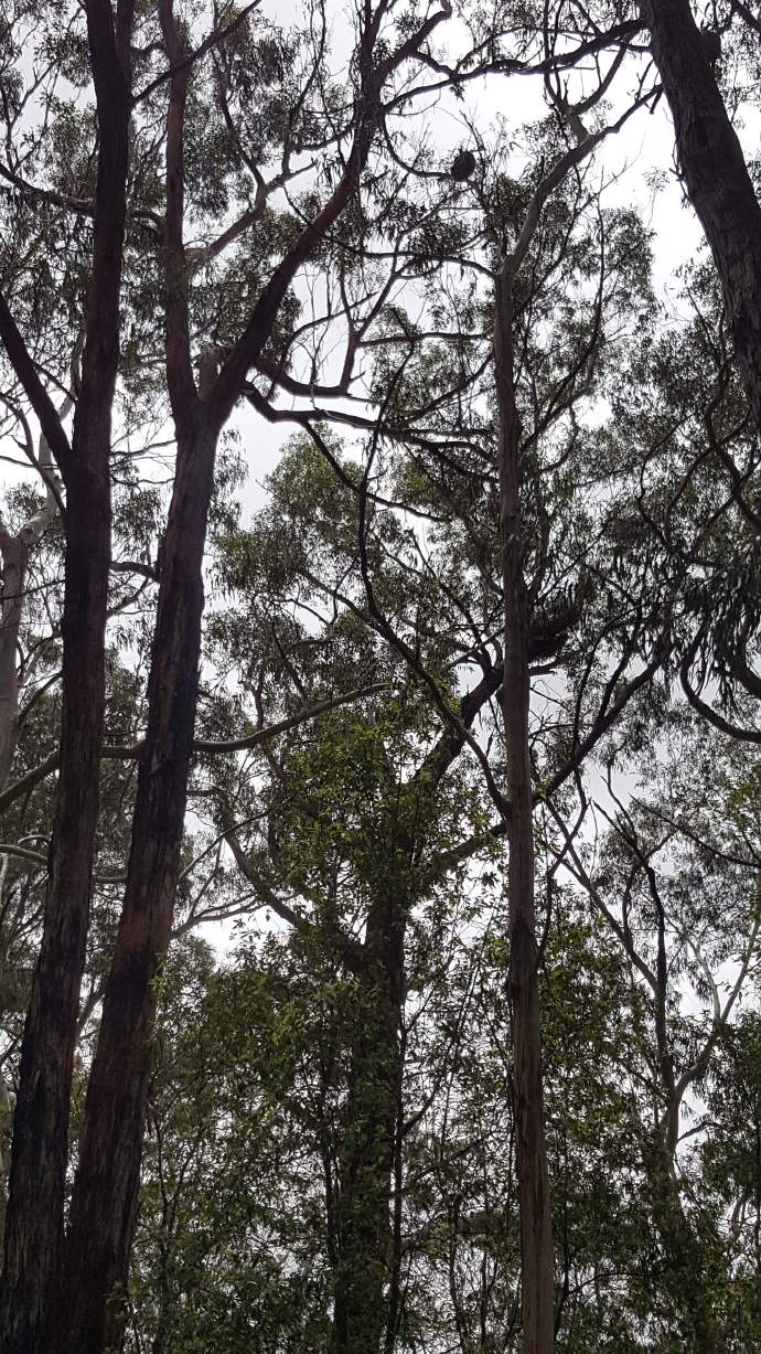 大洋路2-21.jpeg 大洋路2 21