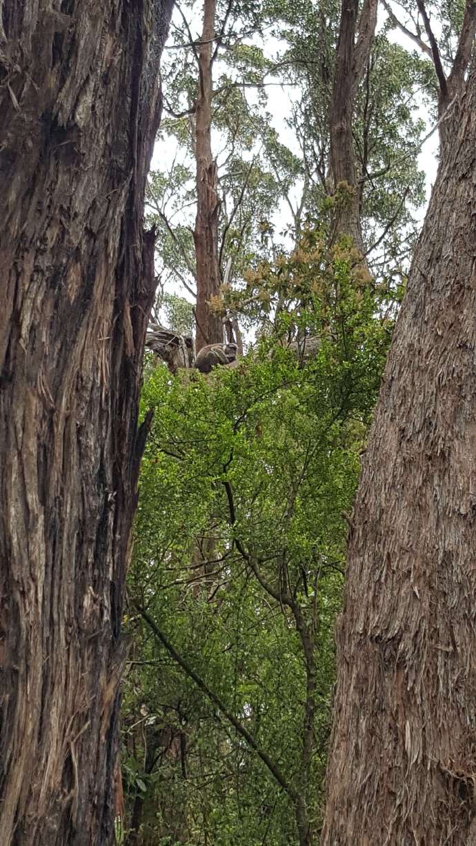 大洋路2-22.jpeg 大洋路2 22