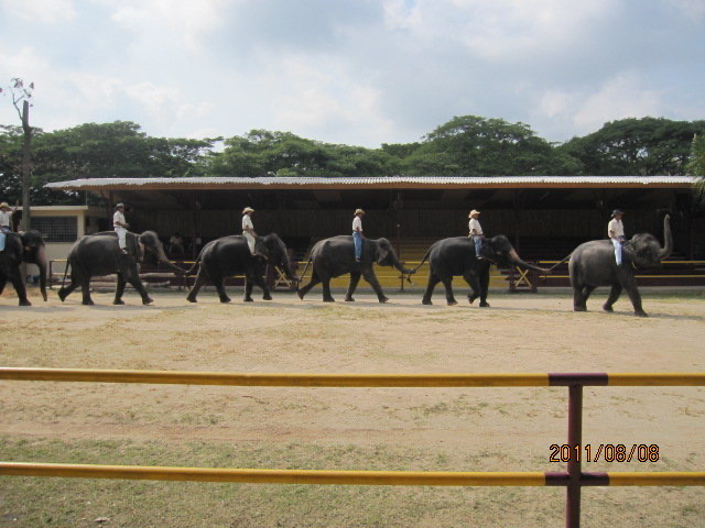 大象表演-01.jpeg 大象表演 01