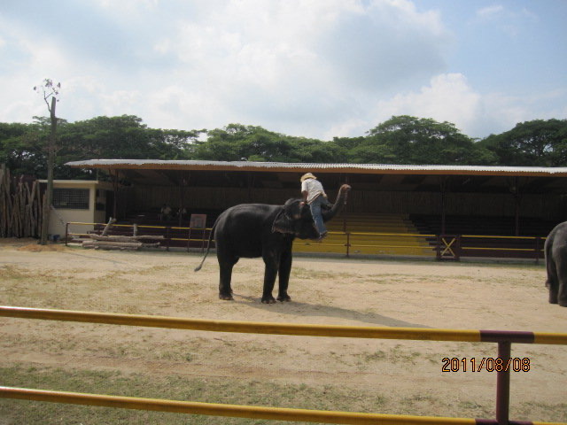 大象表演-02.jpeg 大象表演 02