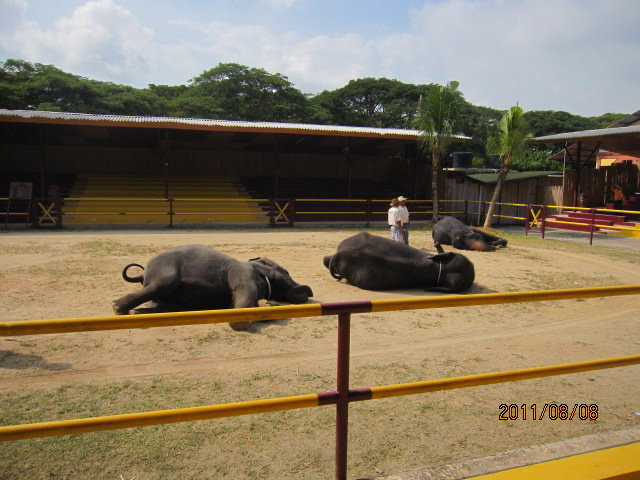 大象表演-03.jpeg 大象表演 03