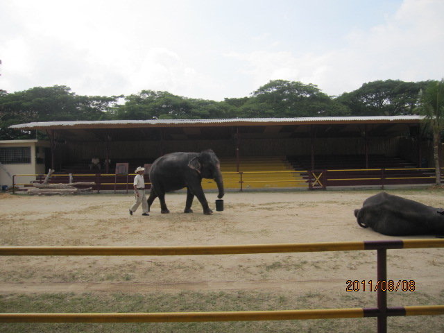 大象表演-04.jpeg 大象表演 04