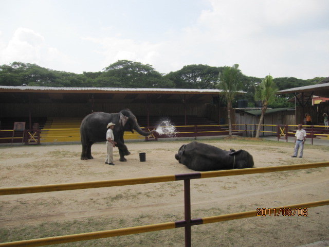 大象表演-05.jpeg 大象表演 05