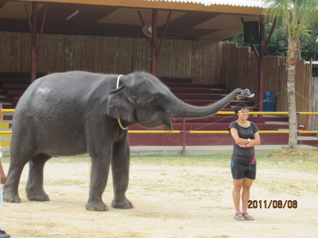 大象表演-06.jpeg 大象表演 06