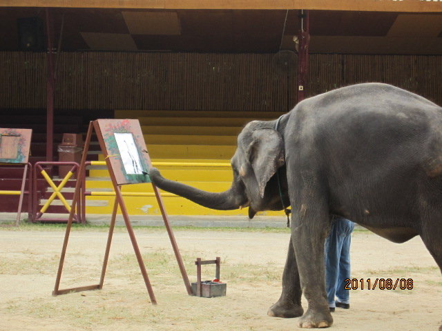 大象表演-07.jpeg 大象表演 07