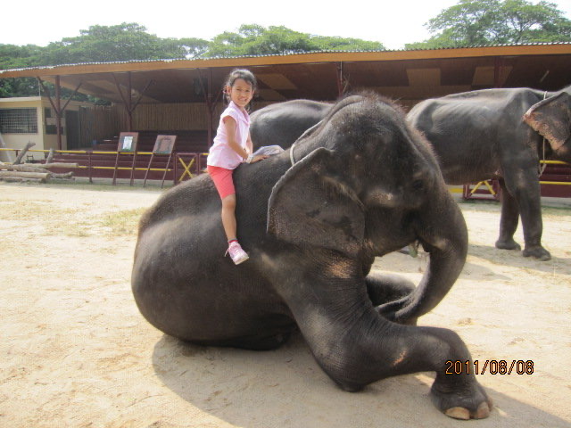 大象表演-09.jpeg 大象表演 09