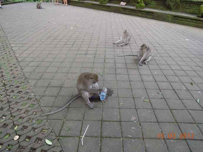 巴厘岛day3-28.jpeg 巴厘岛day3 28