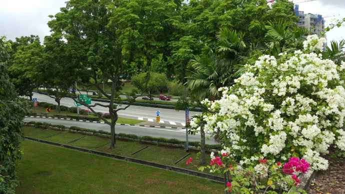 巴西立阿-03.jpeg 巴西立阿 03