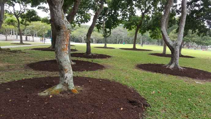 巴西立阿-15.jpeg 巴西立阿 15