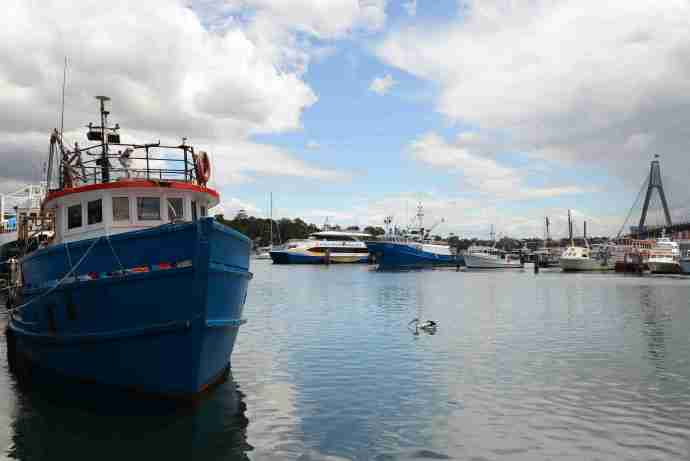 悉尼鱼市-04.jpeg 悉尼鱼市 04