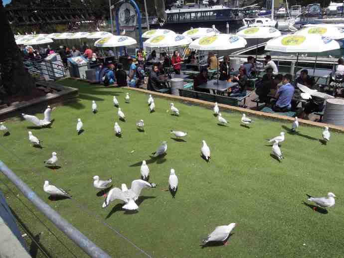 悉尼鱼市-05.jpeg 悉尼鱼市 05