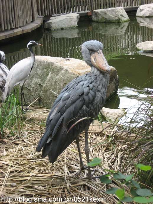 飞禽公园-04.jpeg 飞禽公园 04