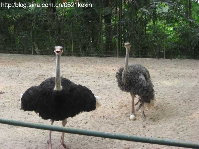 飞禽公园-08.jpeg 飞禽公园 08