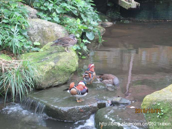 飞禽公园-11.jpeg 飞禽公园 11