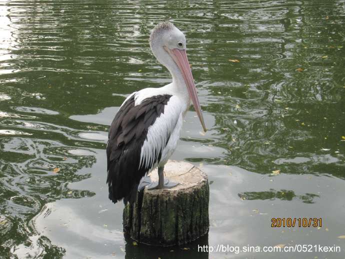 飞禽公园-12.jpeg 飞禽公园 12