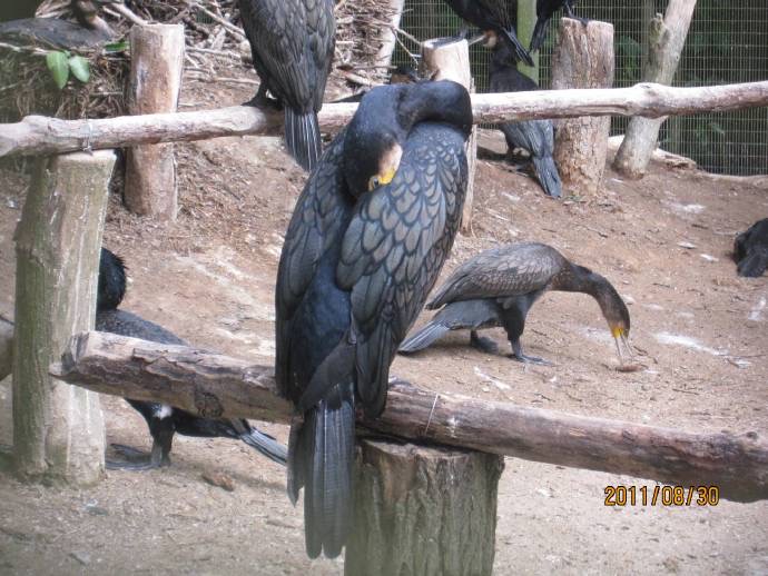 鸟公园-11.jpeg 鸟公园 11