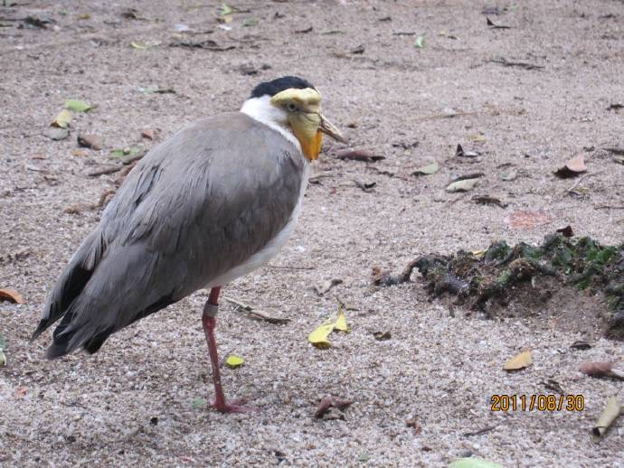 鸟公园-13.jpeg 鸟公园 13