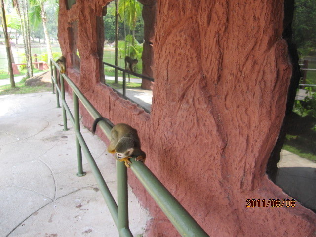 AfamosaZoo-03.jpeg AfamosaZoo 03