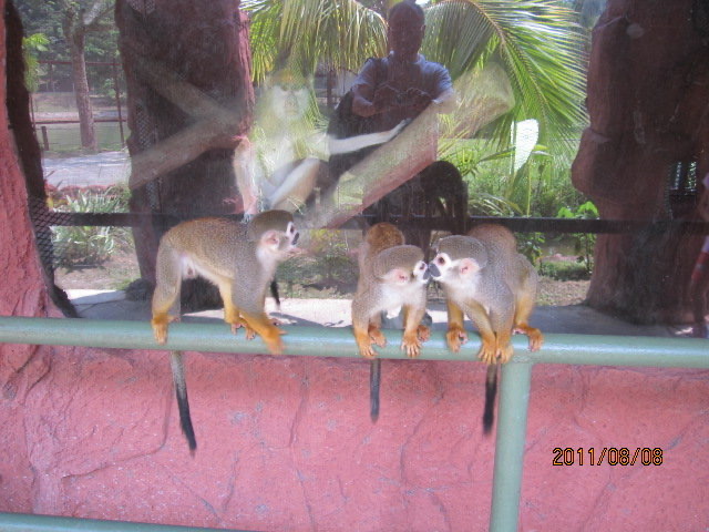 AfamosaZoo-04.jpeg AfamosaZoo 04