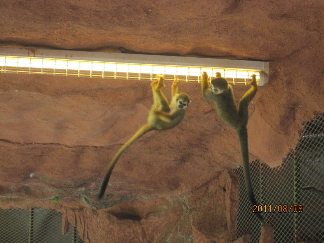 AfamosaZoo-05.jpeg AfamosaZoo 05