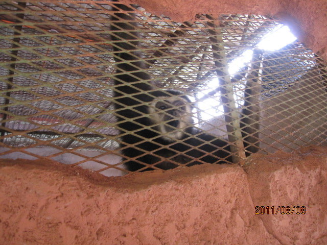 AfamosaZoo-06.jpeg AfamosaZoo 06