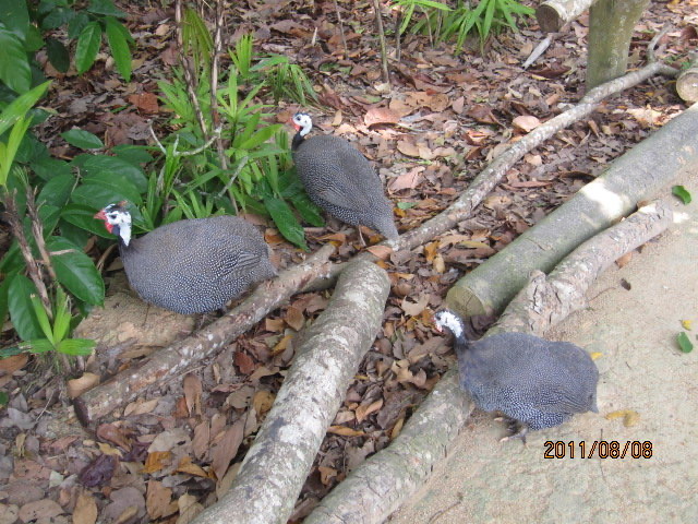 AfamosaZoo-09.jpeg AfamosaZoo 09