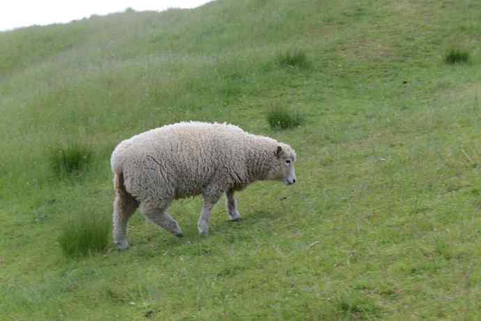 Aucland-16.jpeg Aucland 16