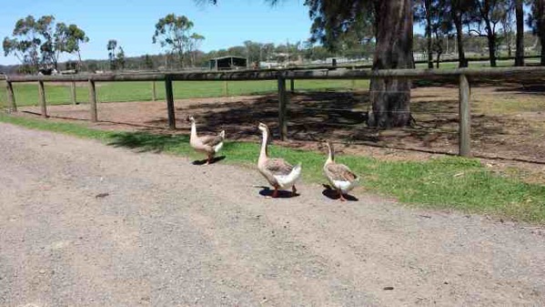 AusFarm-005.jpeg AusFarm 005