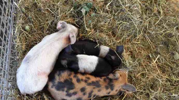 AusFarm-008.jpeg AusFarm 008