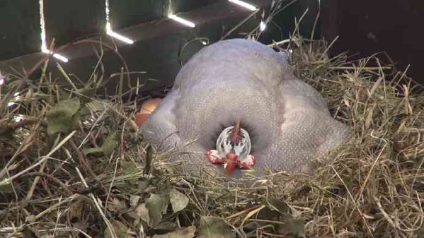 AusFarm-010.jpeg AusFarm 010