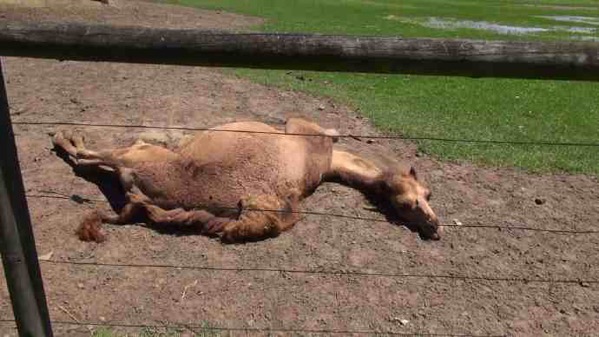 AusFarm-017.jpeg AusFarm 017