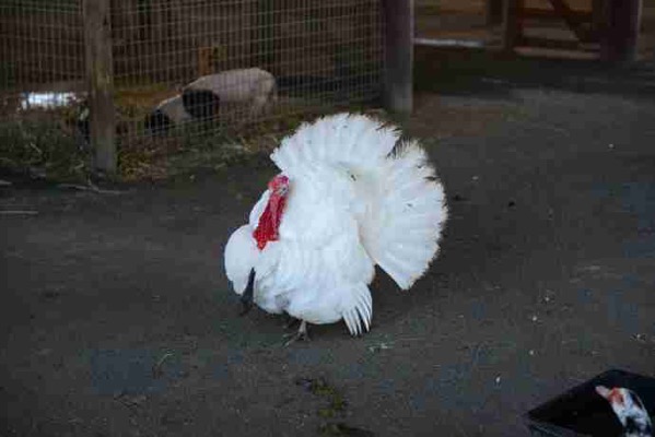 AusFarm-038.jpeg AusFarm 038