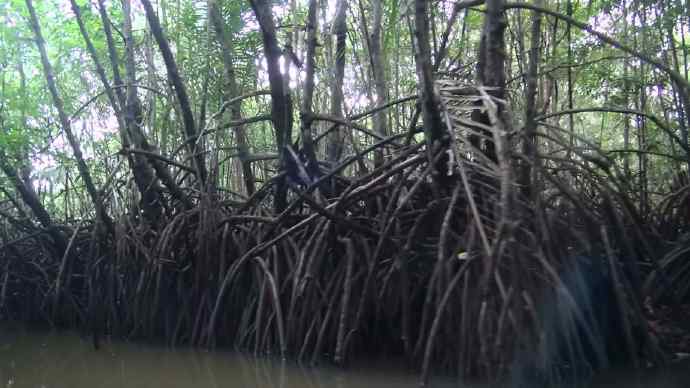 Bindan-11.jpeg Bindan 11