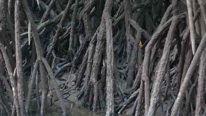 Bindan-12.jpeg Bindan 12