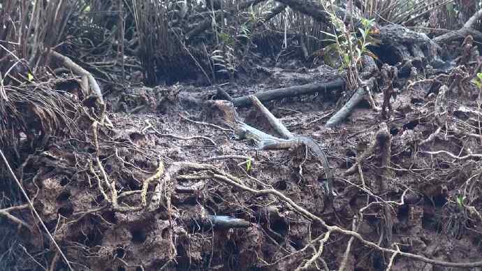 Bindan-13.jpeg Bindan 13