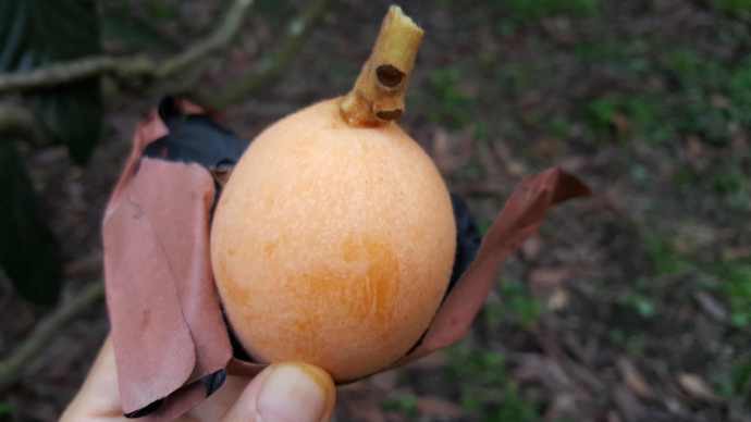 ChibaJP-27.jpeg ChibaJP 27